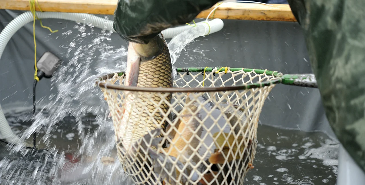 Tubs of Christmas carp to hit the streets of Czechia this week