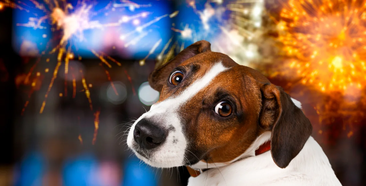 Czechia proposes stricter regulation of fireworks sales