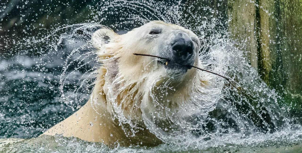 Prague Zoo's lone polar bear Tom to relocate to Kazakhstan