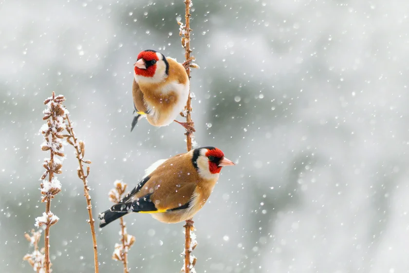 European Finch birds perched on the branch in Czechia. Photo: iStock /