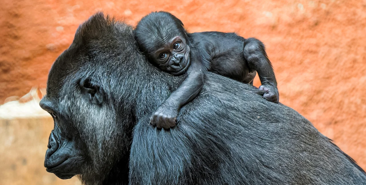 Prague Zoo to unveil name of newborn endangered gorilla after mass poll