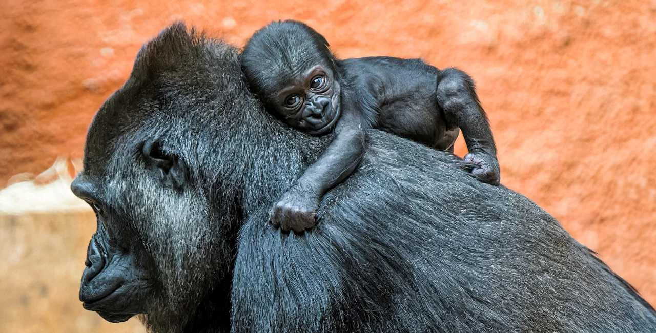 Photo: Prague Zoo