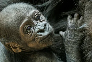 Meet Mobi: Prague Zoo's newborn gorilla officially named