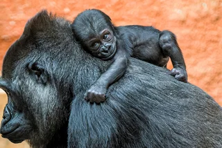 Prague Zoo to unveil name of newborn endangered gorilla after mass poll