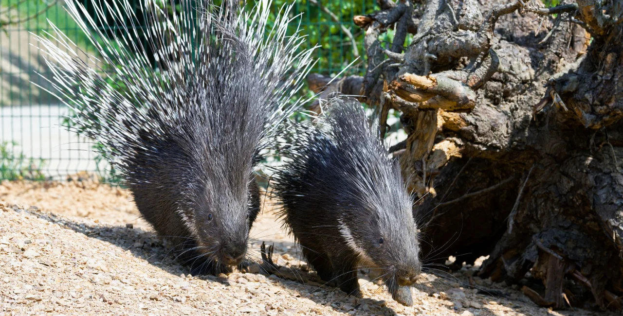 Prague Zoo opens new enclosure for Indian crested porcupines
