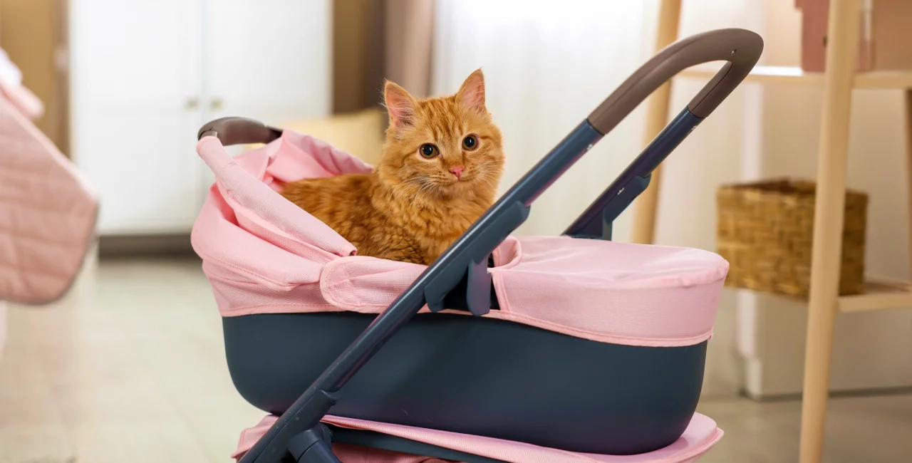 Understanding what Czechia's falling birth rates mean for the future