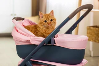 Understanding what Czechia's falling birth rates mean for the future