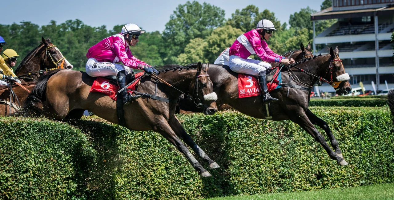 2025 Velká pardubická qualifications. Photo: Velká pardubická se Slavia pojišťovnou, Andrea Zavadilová