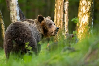 Safety warning issued after bear sighting in Czech military zone