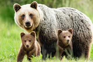 Hunters report bear sightings across Czechia, but experts question claims
