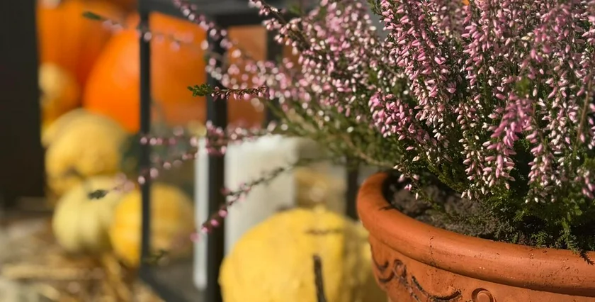 Podhlavický Mlýn Podhlavicky Mlyn pumpkin pic by the client