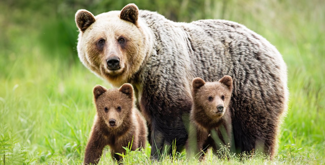 Hunters report bear sightings across Czechia, but experts question claims