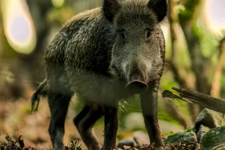 Prague enlists hunters to cull wild boars as sightings within city soar
