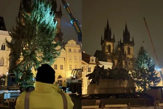 Prague's Old Town Square officially welcomes centerpiece Christmas tree