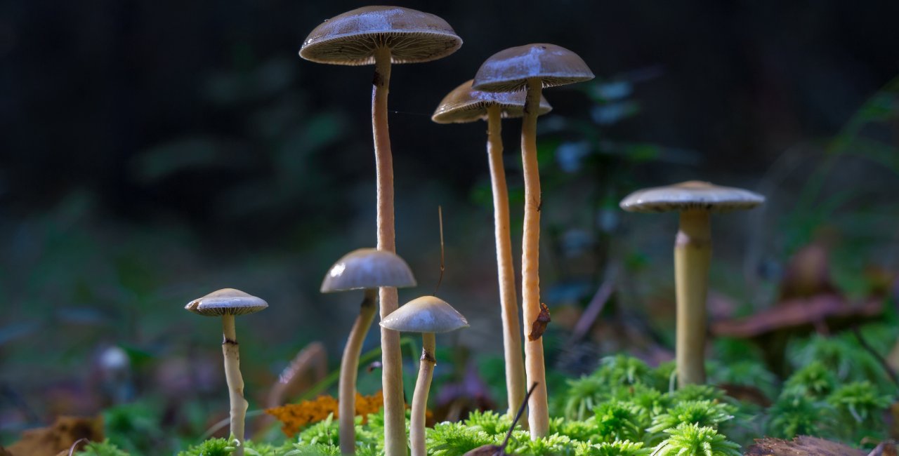 Medical use of magic mushrooms to become legal in Czechia from 2026