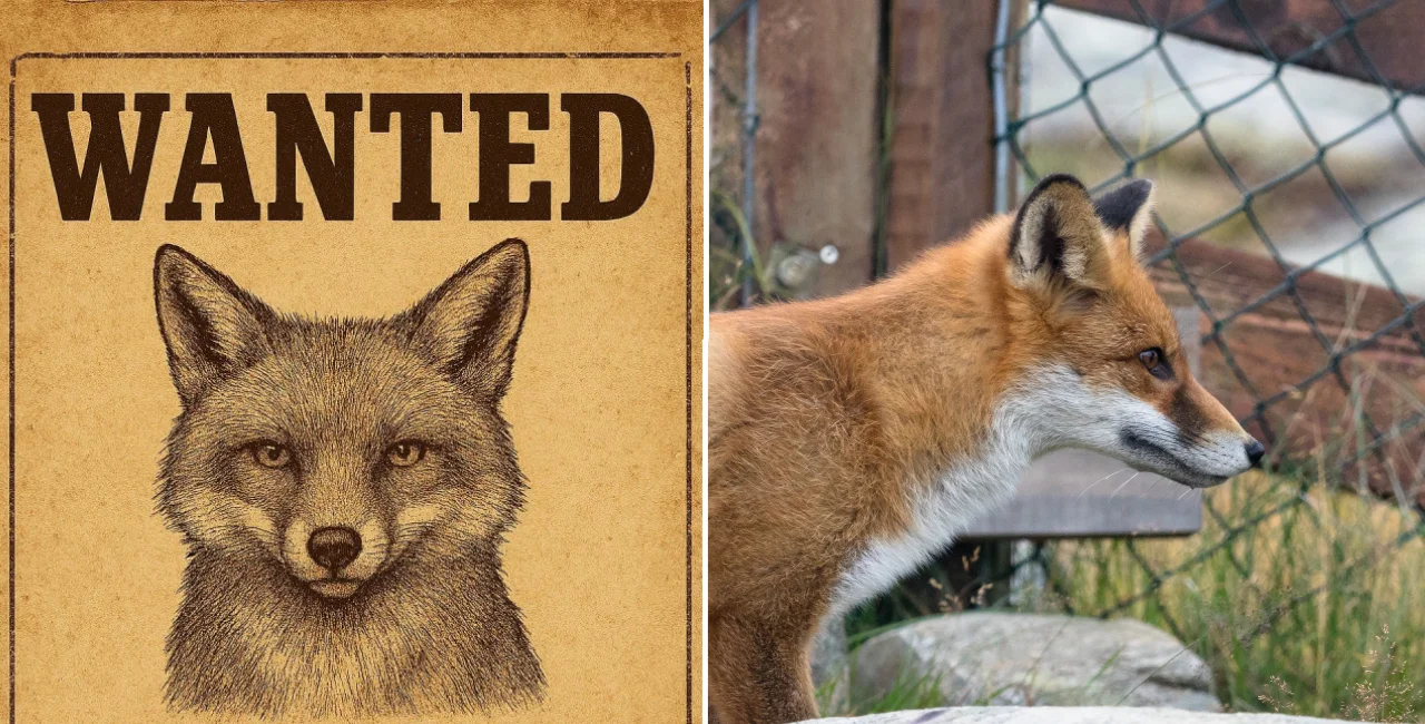 Czech village offers bounty to capture mischievous fox terrorizing poultry