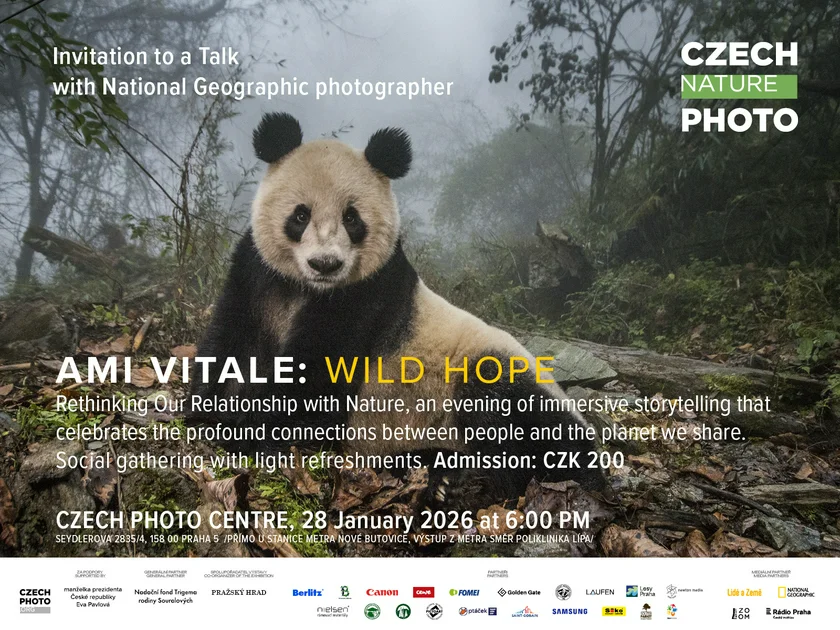 AMI VITALE : Wild Hope