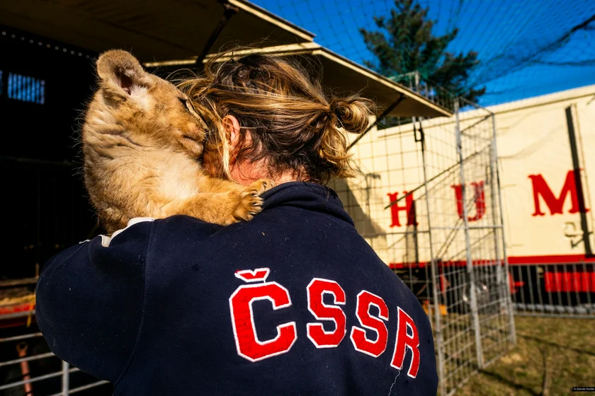 Zdeněk Dvořák / Poslední lvi v Čechách