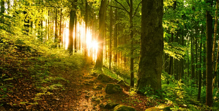 ENSANA 03-2026 Marianske Lazne Czechia SPA PARKS_Spa forest_16A9402 JPG