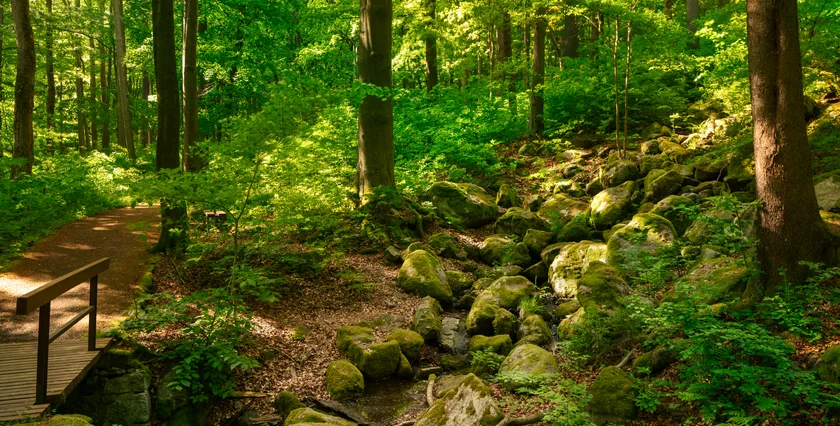 ENSANA 03-2026 Marianske Lazne Czechia SPA SPA PARKS_Spa forest_16A0508 jpg