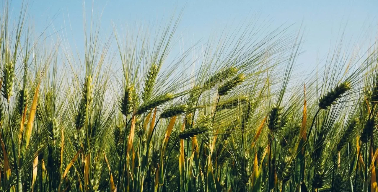 From field to pint: Live webcam follows Czech beer’s 280-day journey