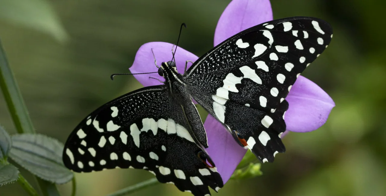 Photo via Botanical Garden