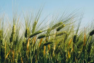 From field to pint: Live webcam follows Czech beer’s 280-day journey