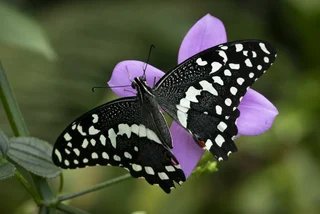 Thousands of tropical butterflies take flight in Prague’s Fata Morgana