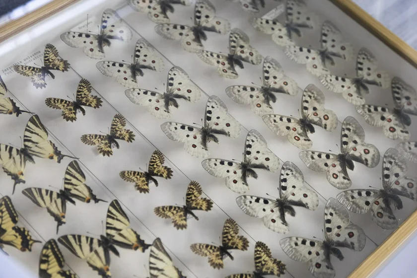 Prague Botanical Garden