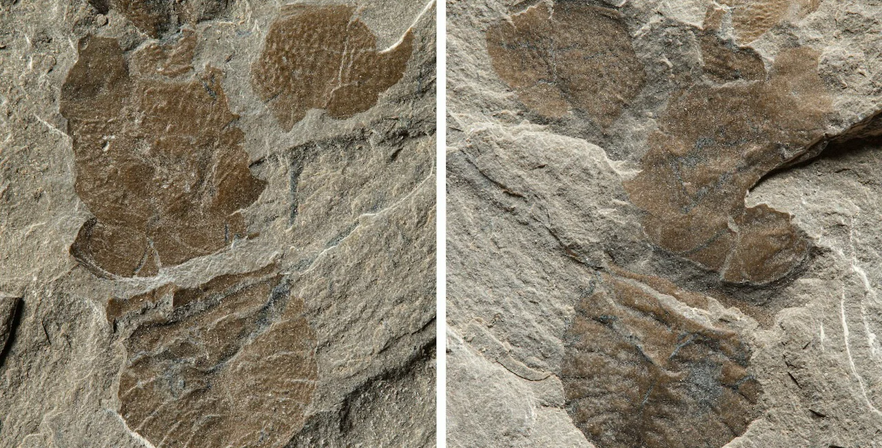 Prague Metro D excavation reveals ancient fossil 'unknown to science'