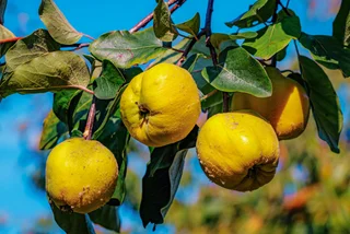 From medlar to quince: The ‘exotic’ fruits hidden across the Czech countryside
