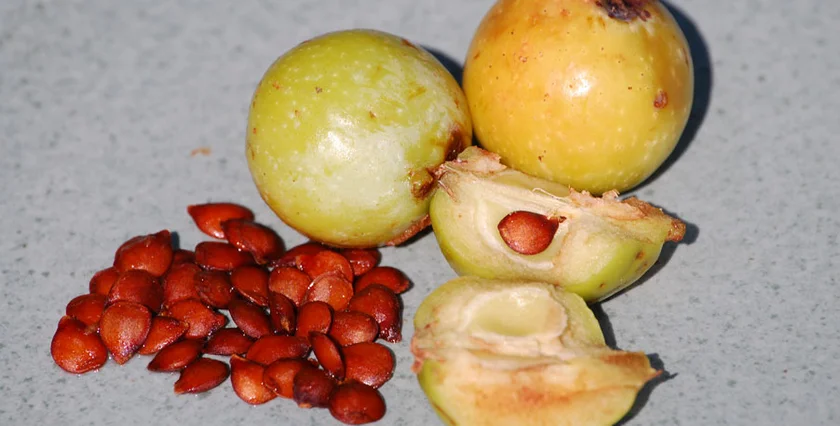 Service fruit (Oskeruše)