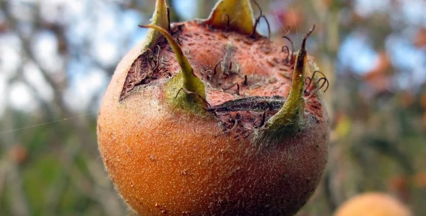 Medlar (Mišpule)