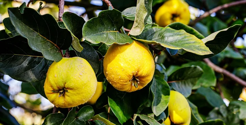 Quince (kdoule)