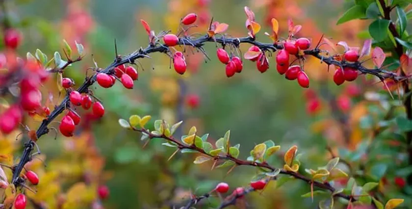 Juneberry (Muchovník)