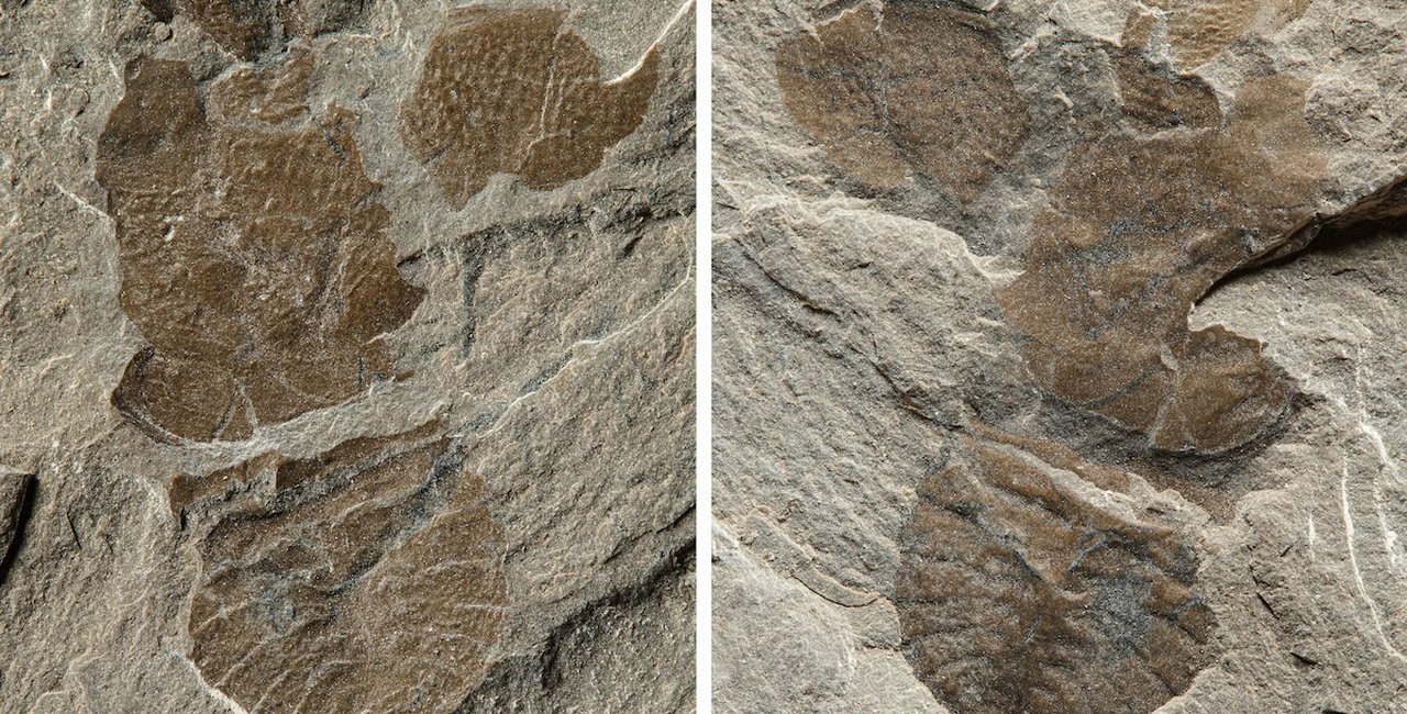 Prague Metro D excavation reveals ancient fossil 'unknown to science'