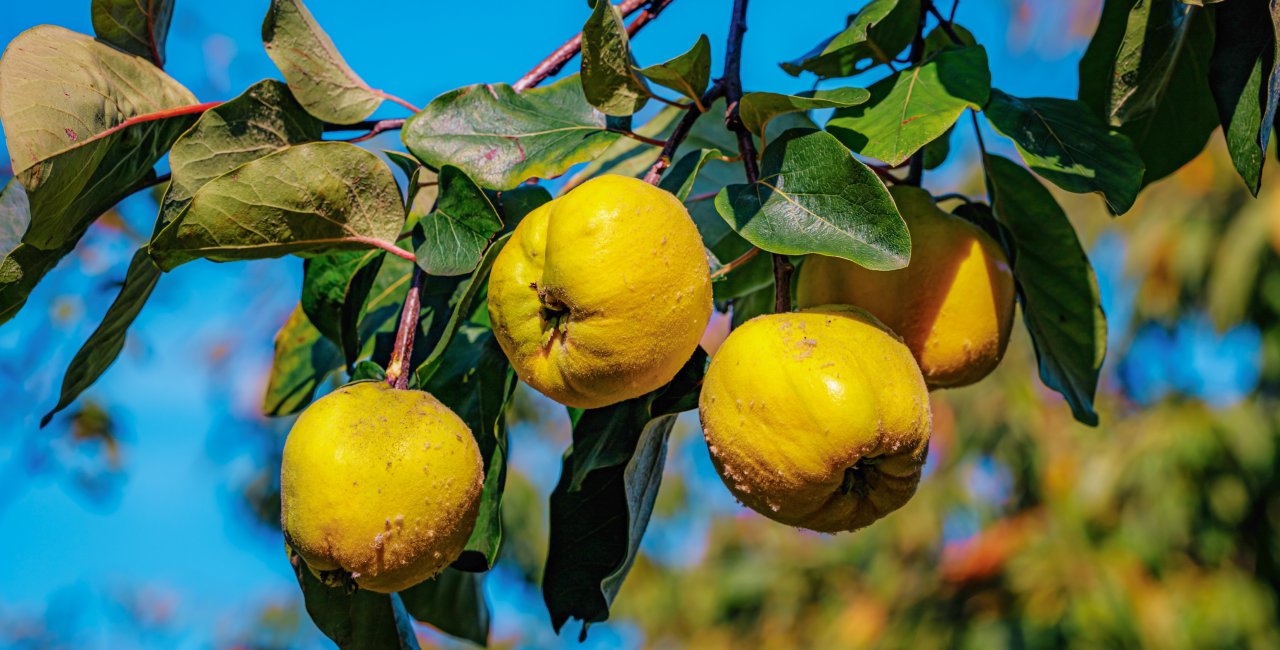 From medlar to quince: The ‘exotic’ fruits hidden across the Czech ...