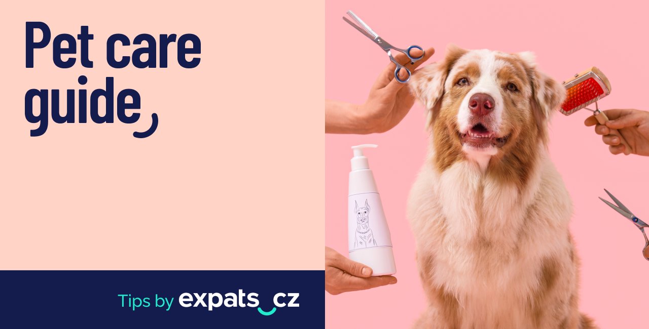 Life with pets in Czechia: 5 useful services for expats
