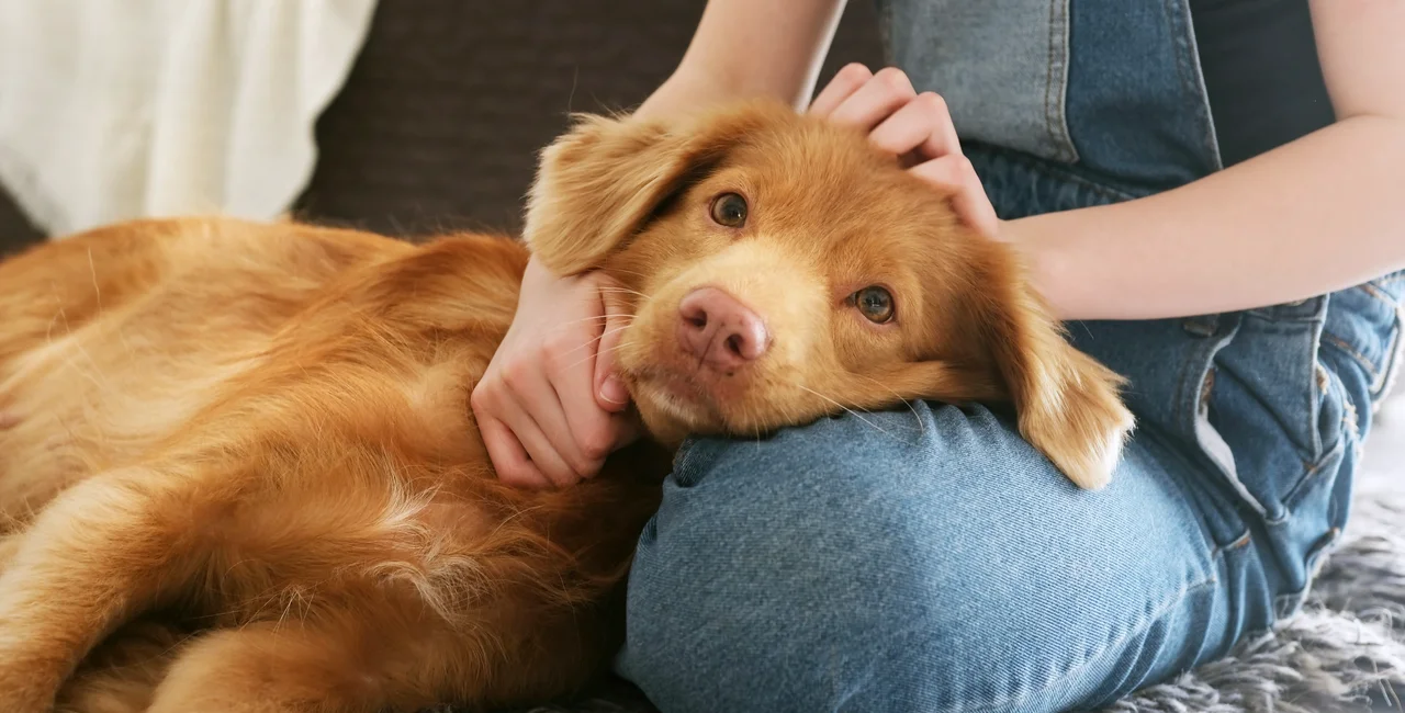 The new rules every pet owner in Czechia needs to know
