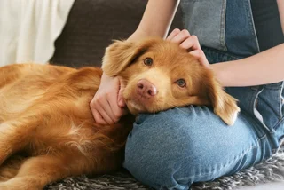 The new rules every pet owner in Czechia needs to know