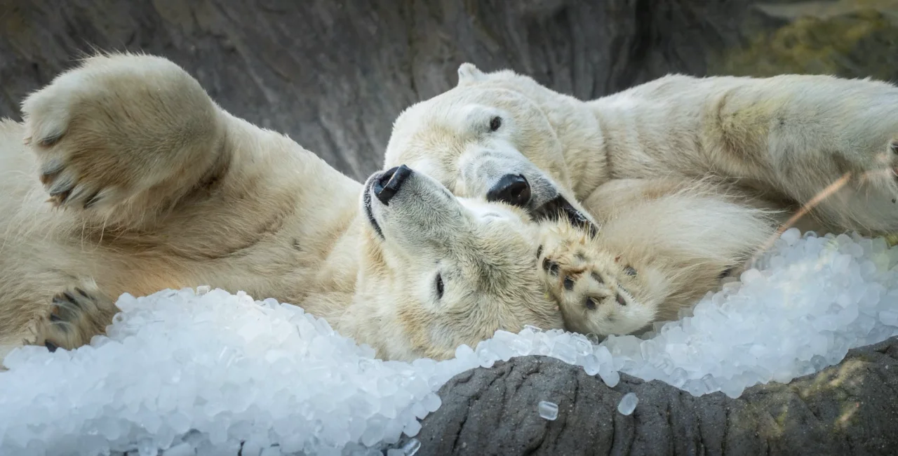 Facebook / Prague Zoo