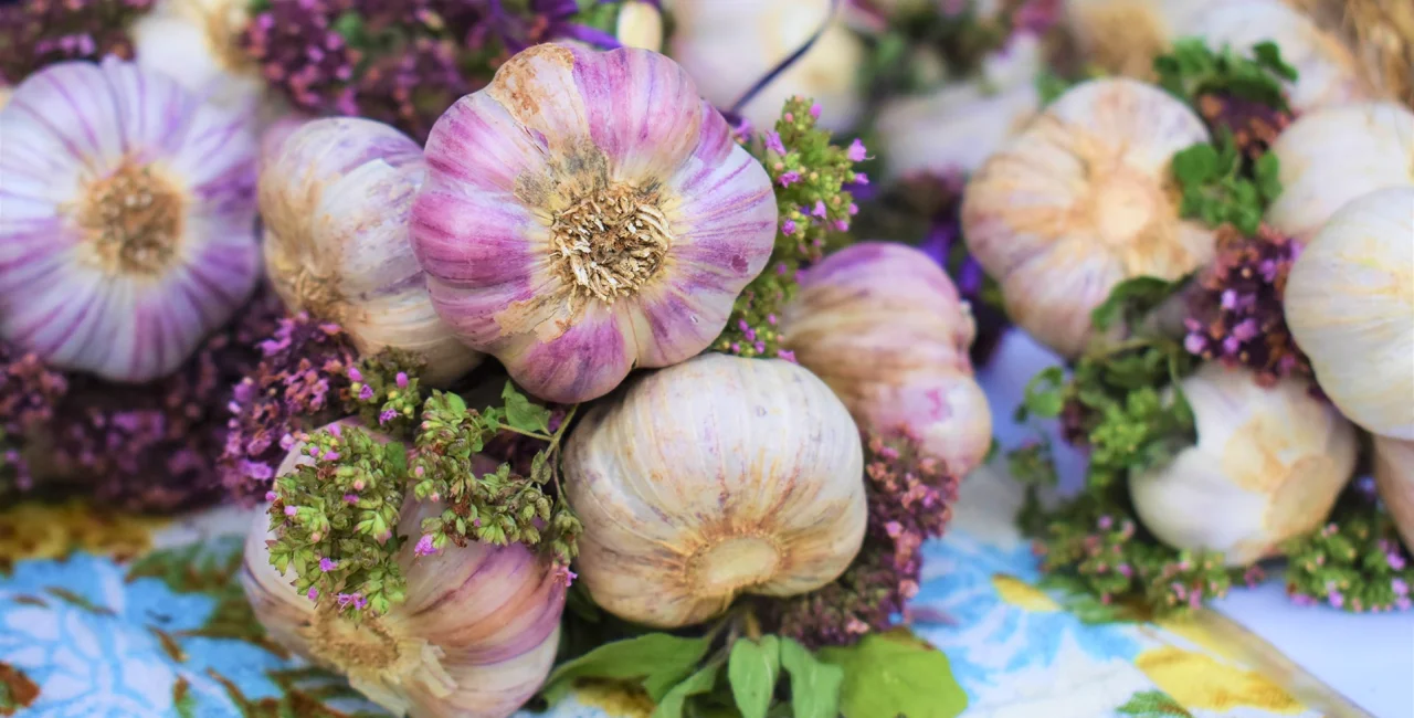 Garlic Festival