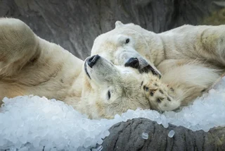 Facebook / Prague Zoo