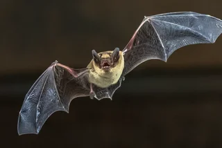 Bat bites on the rise in Czechia as migration season begins