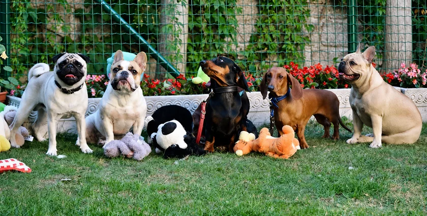 PetSitting5