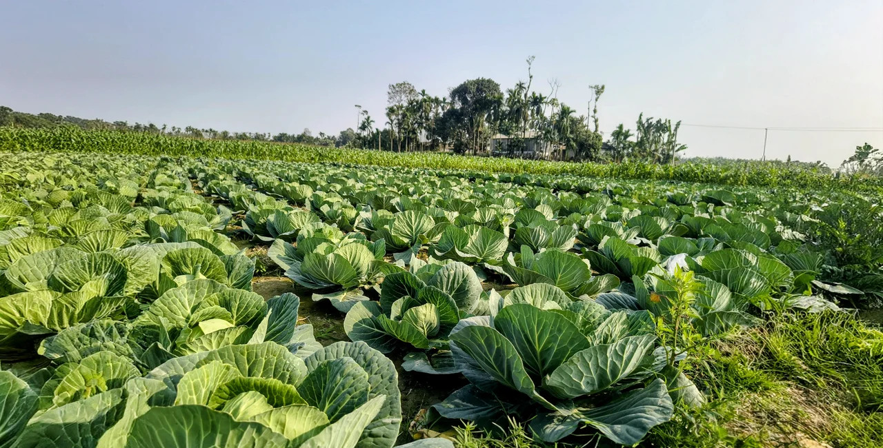 Cabbage field. Photo: Shutterstock / Aherali Photography