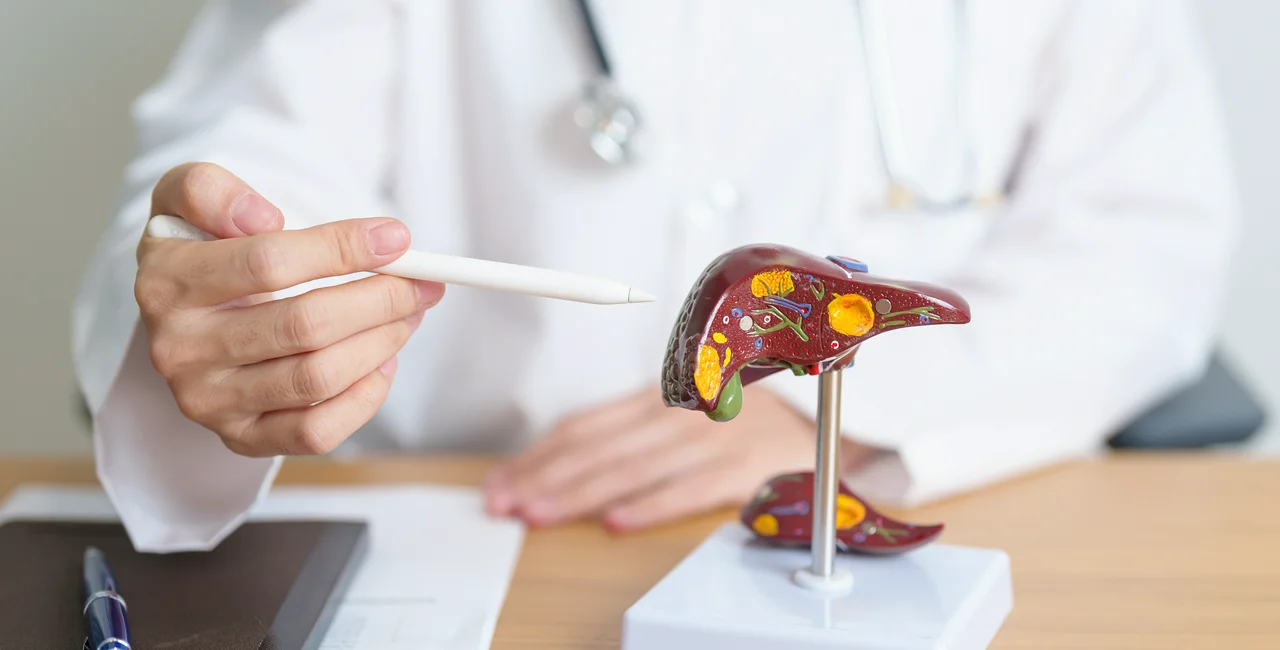 Doctor with human liver model. Photo: Shutterstock / Jo Panuwat D