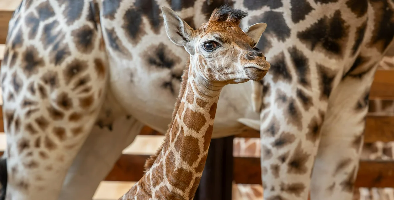 Facebook / SAFARI PARK DVŮR KRÁLOVÉ