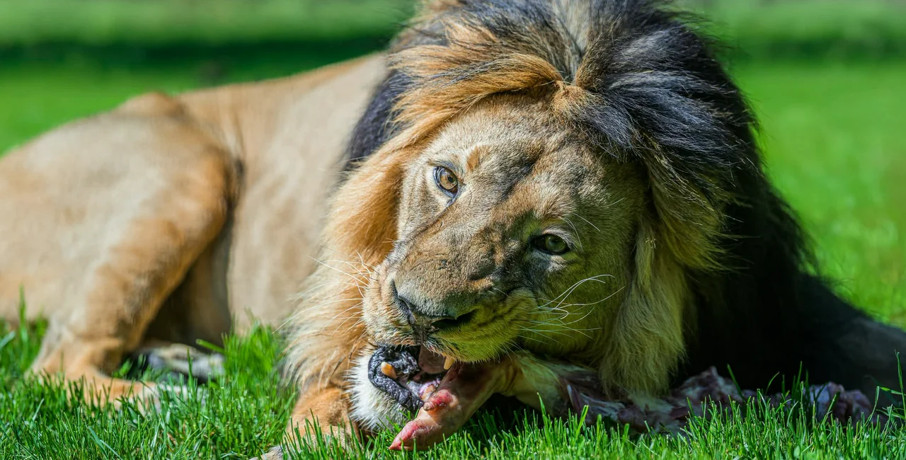 Photo: Facebook / Zoo Praha, Petr Hamerník