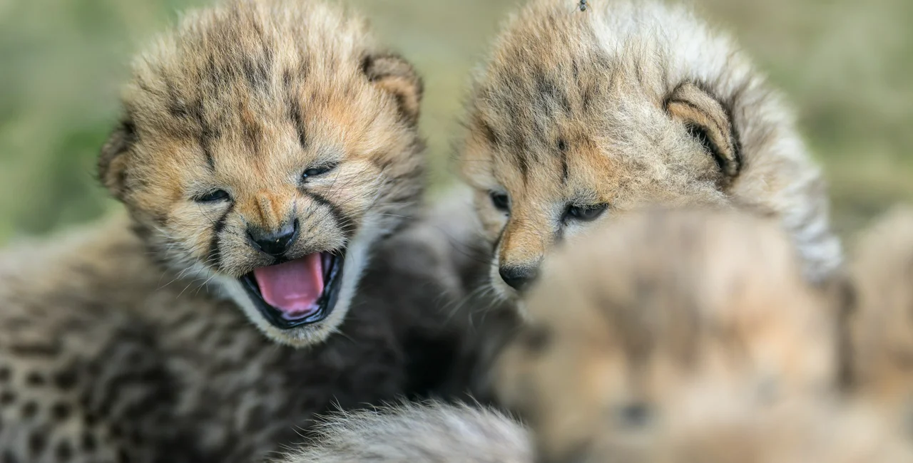 Photo Petr Hamerník, Prague Zoo